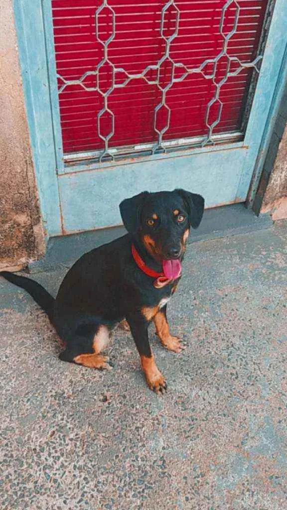 Cachorro ra a Vira lata  idade 7 a 11 meses nome Pandora
