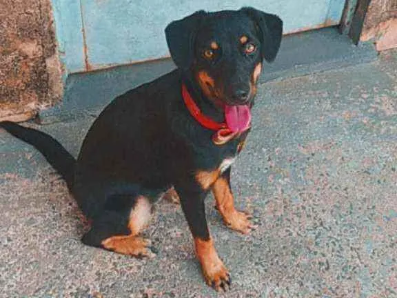 Cachorro ra a Vira lata  idade 7 a 11 meses nome Pandora