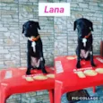 Cachorro raça Srd idade 1 ano nome Lana