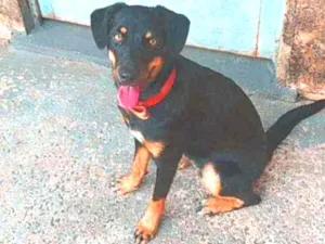 Cachorro raça Vira lata  idade 7 a 11 meses nome Pandora