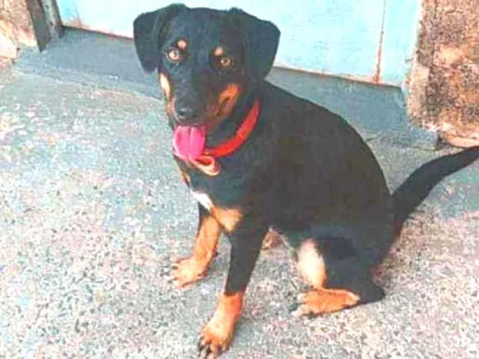 Cachorro ra a Vira lata  idade 7 a 11 meses nome Pandora