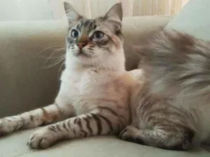 Gato raça Srd idade 2 a 6 meses nome Draco