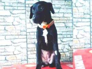 Cachorro raça Srd idade 1 ano nome Lana