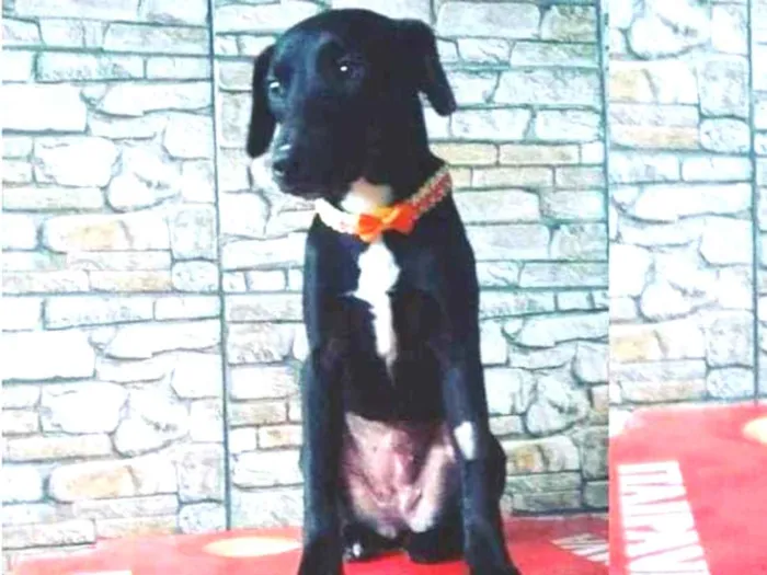 Cachorro raça Srd idade 1 ano nome Lana