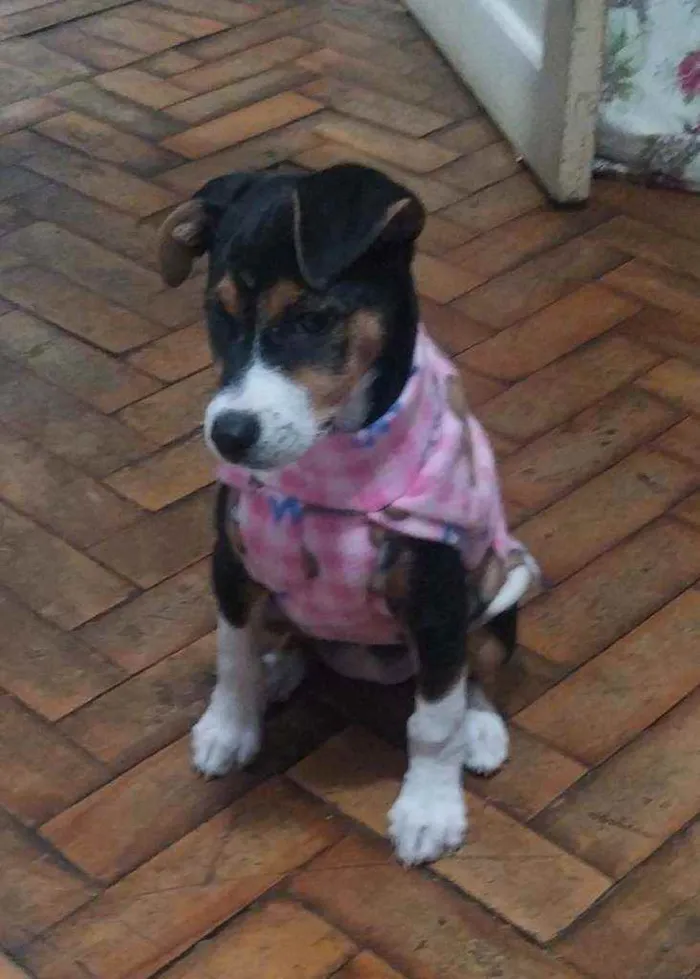 Cachorro ra a SRD idade 2 a 6 meses nome Moana