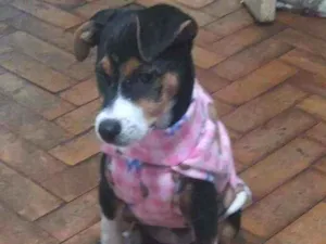 Cachorro raça SRD idade 2 a 6 meses nome Moana