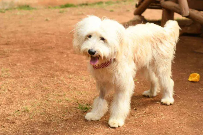 Cachorro raça Srd idade 1 ano nome Nick