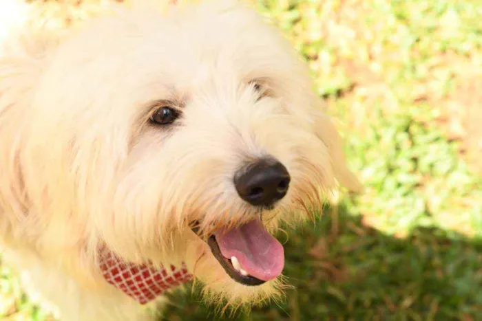 Cachorro raça Srd idade 1 ano nome Nick