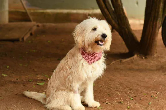 Cachorro raça Srd idade 1 ano nome Nick