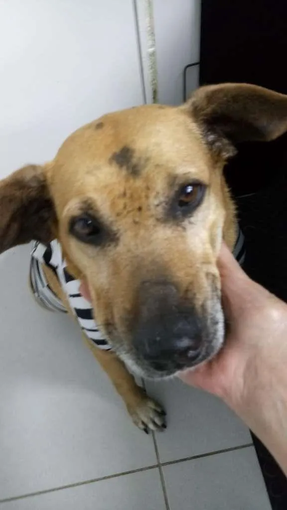 Cachorro ra a srd idade 6 ou mais anos nome Sara