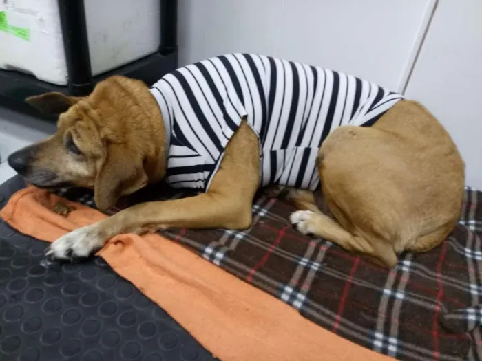 Cachorro ra a srd idade 6 ou mais anos nome Sara