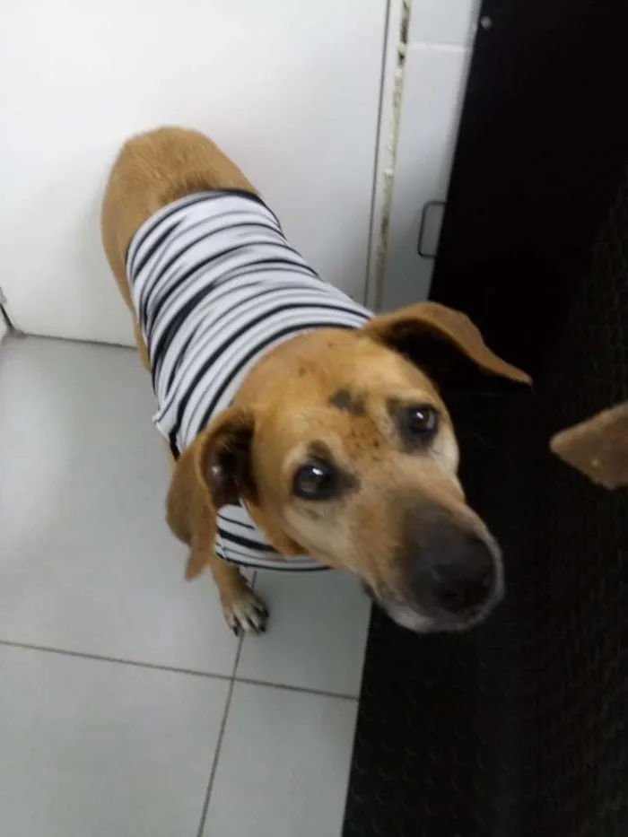 Cachorro ra a srd idade 6 ou mais anos nome Sara