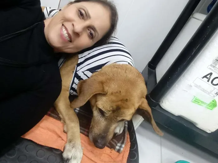 Cachorro ra a srd idade 6 ou mais anos nome Sara