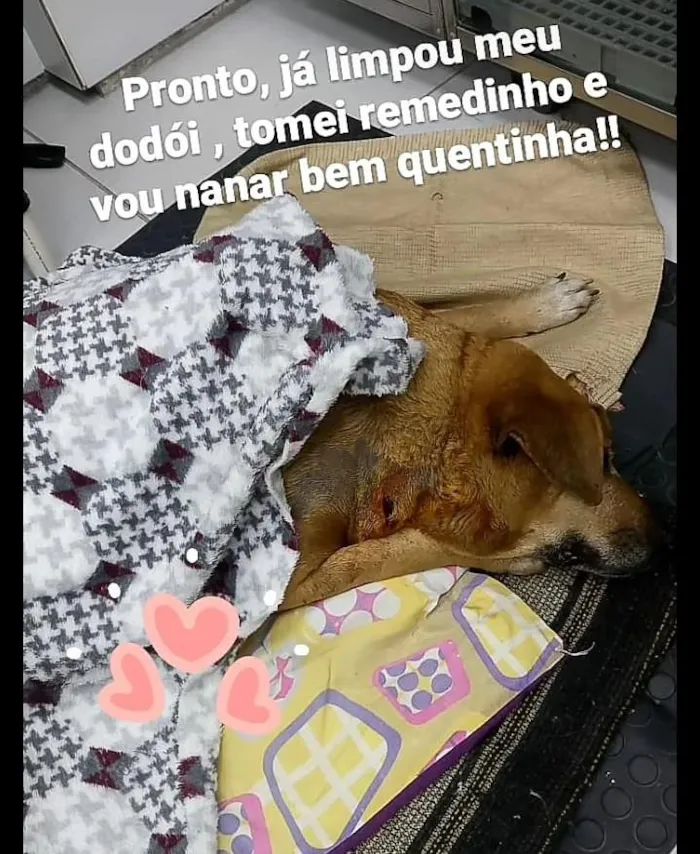 Cachorro ra a srd idade 6 ou mais anos nome Sara
