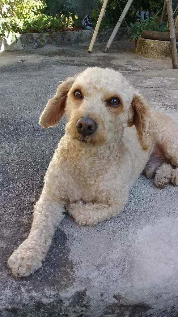 Cachorro ra a Poodle com Cocker Spaniel idade 6 ou mais anos nome Junior
