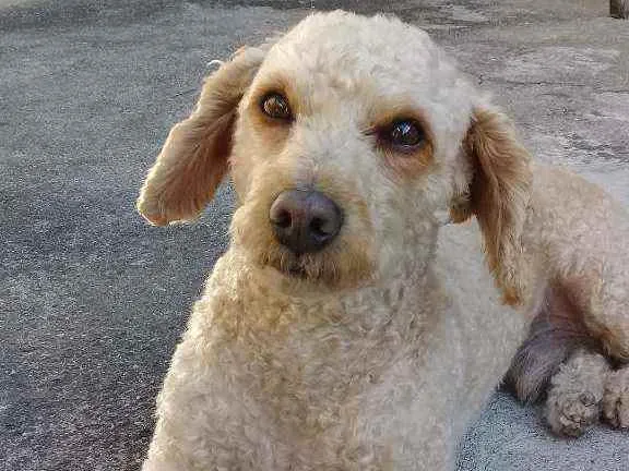 Cachorro ra a Poodle com Cocker Spaniel idade 6 ou mais anos nome Junior