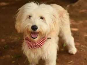 Cachorro raça Srd idade 1 ano nome Nick
