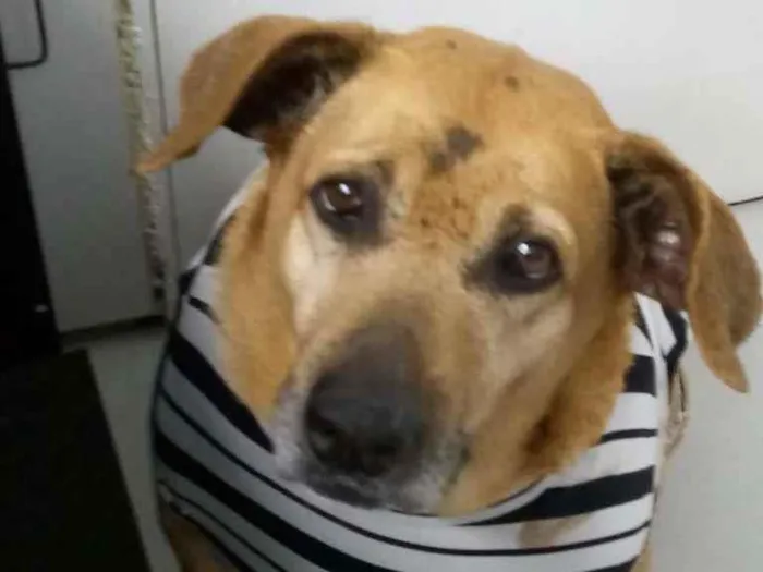 Cachorro ra a srd idade 6 ou mais anos nome Sara