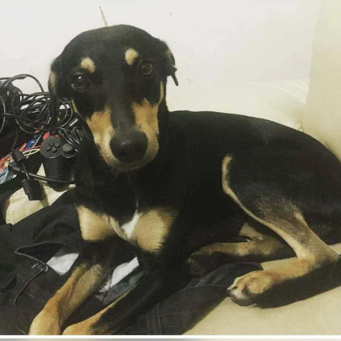 Cachorro ra a Pinscher idade 4 anos nome Kaya