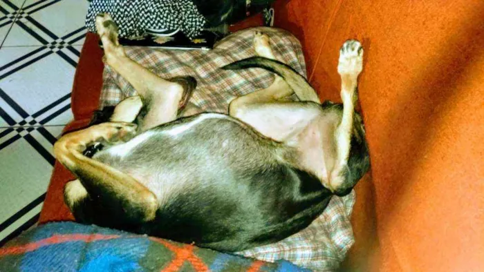 Cachorro ra a Pinscher idade 4 anos nome Kaya