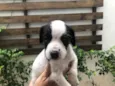 Cachorro raça SRD  idade Abaixo de 2 meses nome Sem Nome