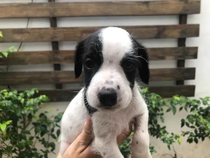 Cachorro raça SRD  idade Abaixo de 2 meses nome Sem Nome