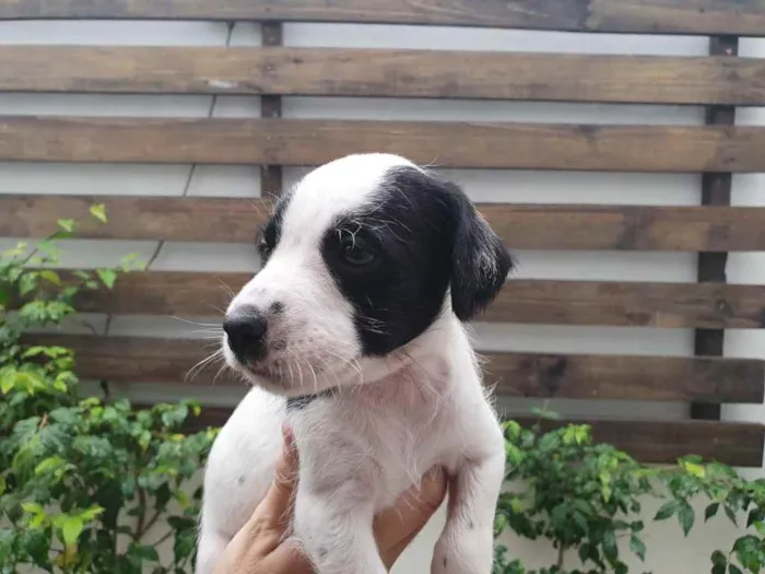 Cachorro raça SRD  idade Abaixo de 2 meses nome Sem Nome