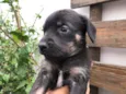 Cachorro raça SRD idade Abaixo de 2 meses nome Sem nome