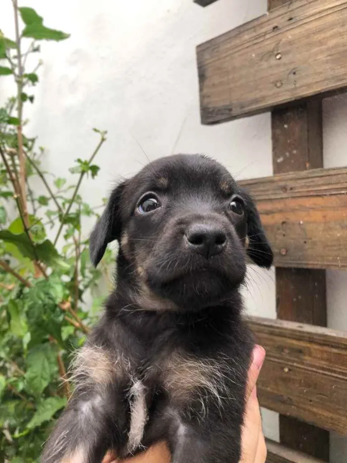 Cachorro raça SRD idade Abaixo de 2 meses nome Sem nome