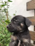 Cachorro raça SRD idade Abaixo de 2 meses nome Sem nome