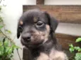 Cachorro raça SRD  idade Abaixo de 2 meses nome Sem Nome