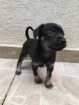 Cachorro raça SRD  idade Abaixo de 2 meses nome Sem Nome