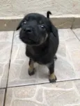 Cachorro raça SRD  idade Abaixo de 2 meses nome Sem Nome
