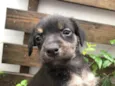 Cachorro raça SRD  idade Abaixo de 2 meses nome Sem Nome
