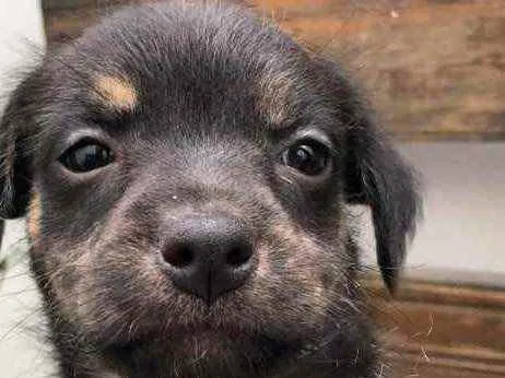 Cachorro raça SRD  idade Abaixo de 2 meses nome Sem Nome
