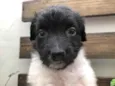Cachorro raça SRD idade Abaixo de 2 meses nome Sem nome