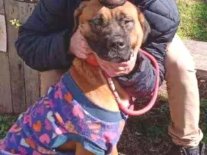 Cachorro raça Fila Brasileira idade 1 ano nome Neguinha