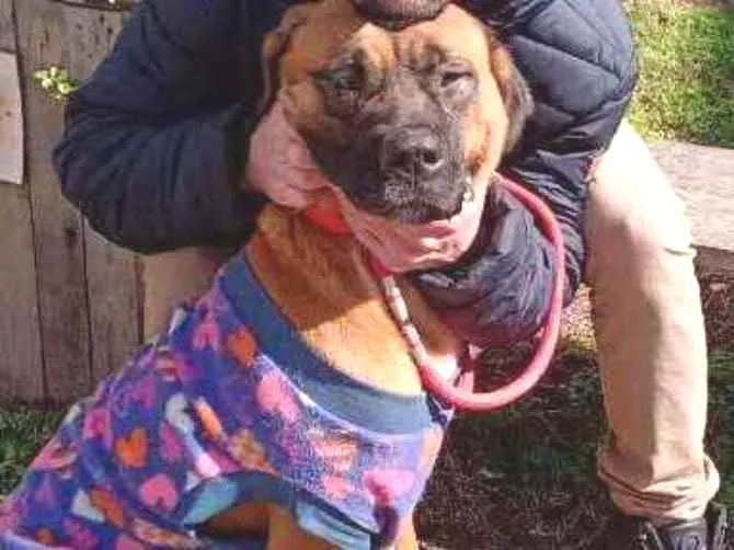 Cachorro ra a Fila Brasileira idade 1 ano nome Neguinha