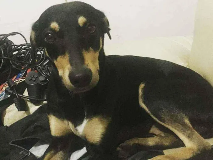 Cachorro ra a Pinscher idade 4 anos nome Kaya