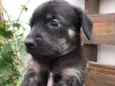 Cachorro raça SRD idade Abaixo de 2 meses nome Sem nome