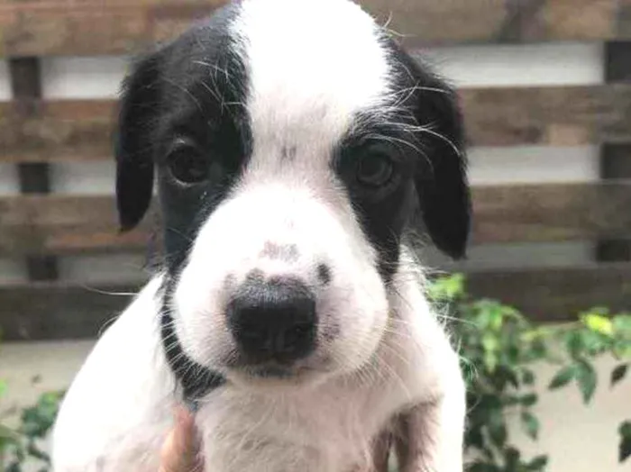 Cachorro raça SRD  idade Abaixo de 2 meses nome Sem Nome