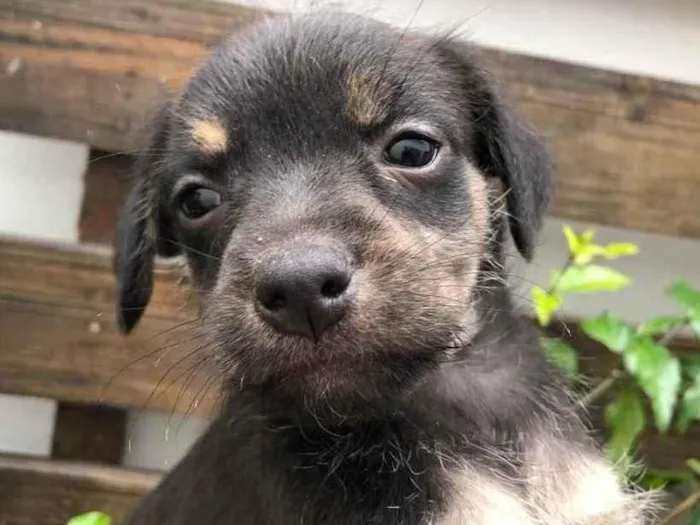Cachorro raça SRD  idade Abaixo de 2 meses nome Sem Nome