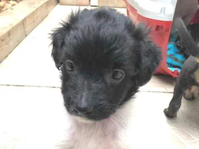 Cachorro raça SRD idade Abaixo de 2 meses nome Sem nome