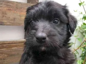 Cachorro raça SRD  idade Abaixo de 2 meses nome Sem Nome