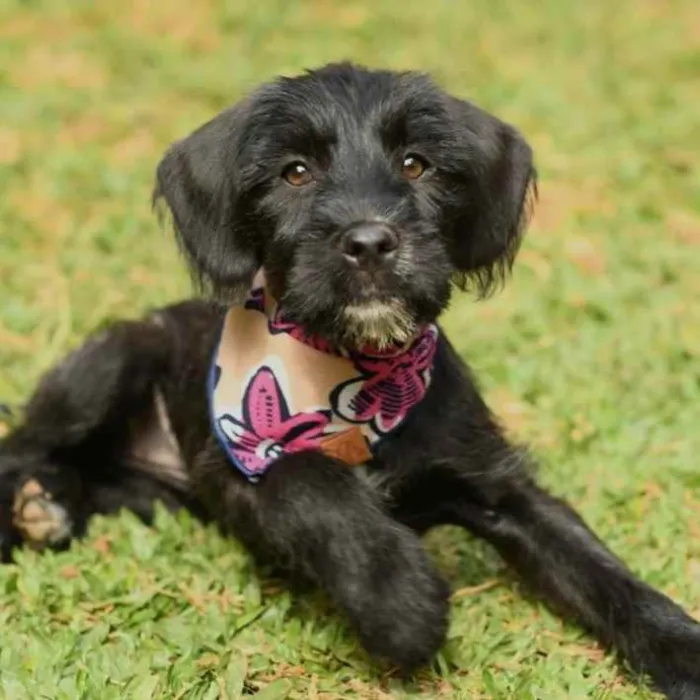 Cachorro ra a SRD idade 2 a 6 meses nome Moana
