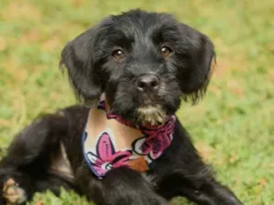 Cachorro raça SRD idade 2 a 6 meses nome Moana