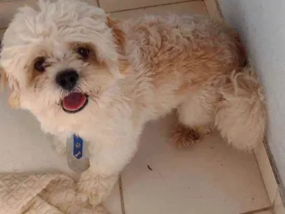 Cachorro raça Lhasa Apso idade 1 ano nome Woody