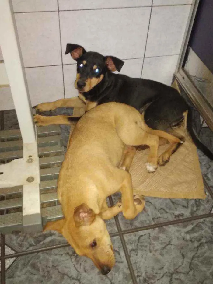 Cachorro ra a Vira lata idade 2 a 6 meses nome Scooby Loo e Amelia