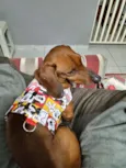 Toby