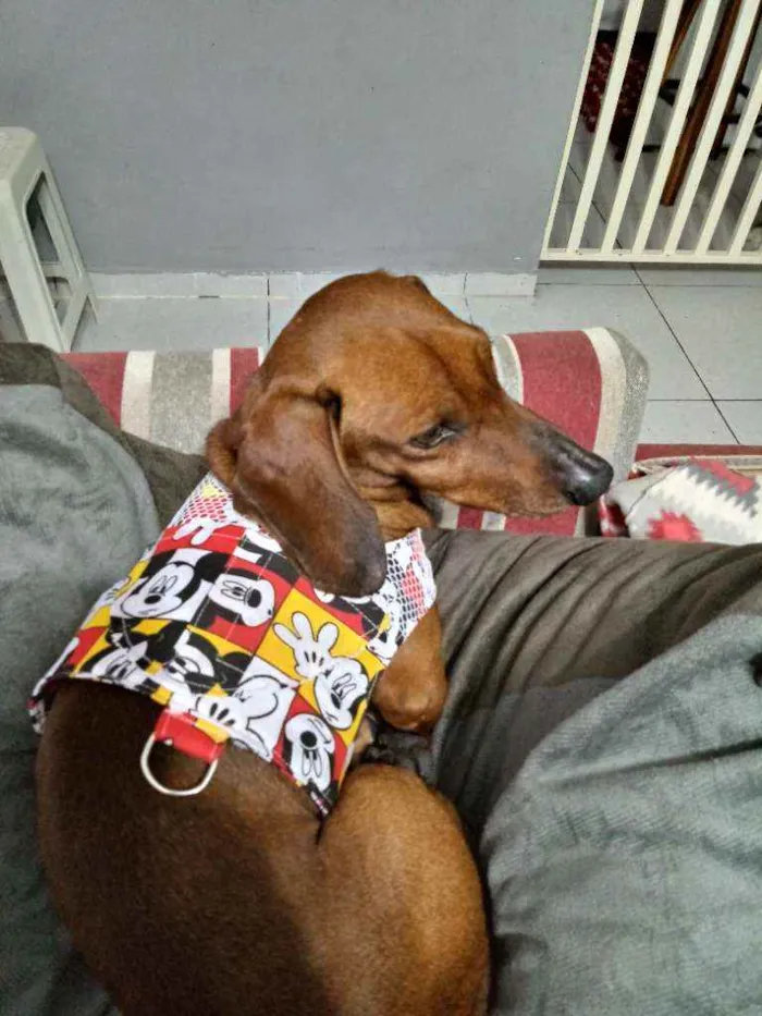 Cachorro ra a Dashund idade 4 anos nome Toby